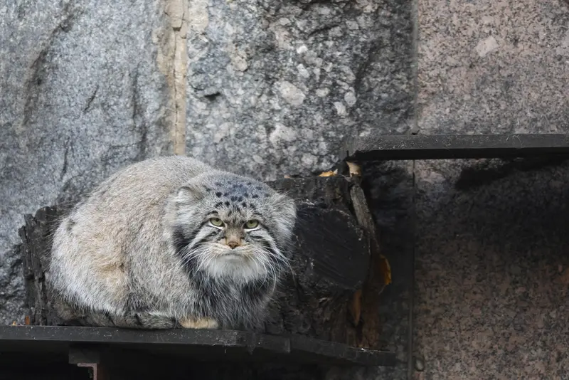 モスクワ動物園のティモフェイの写真