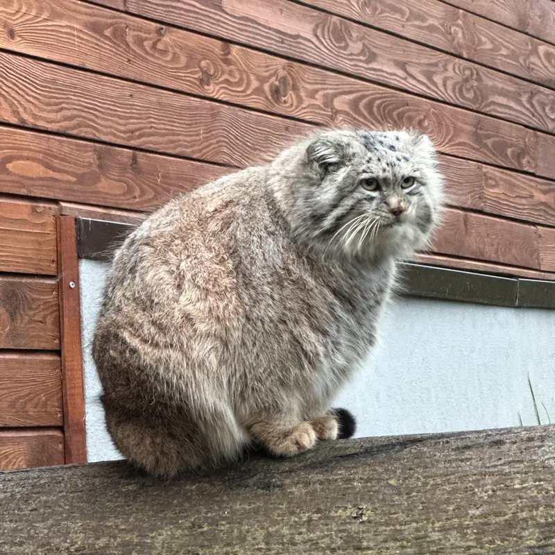 グダニスク動物園のマヌエルの写真