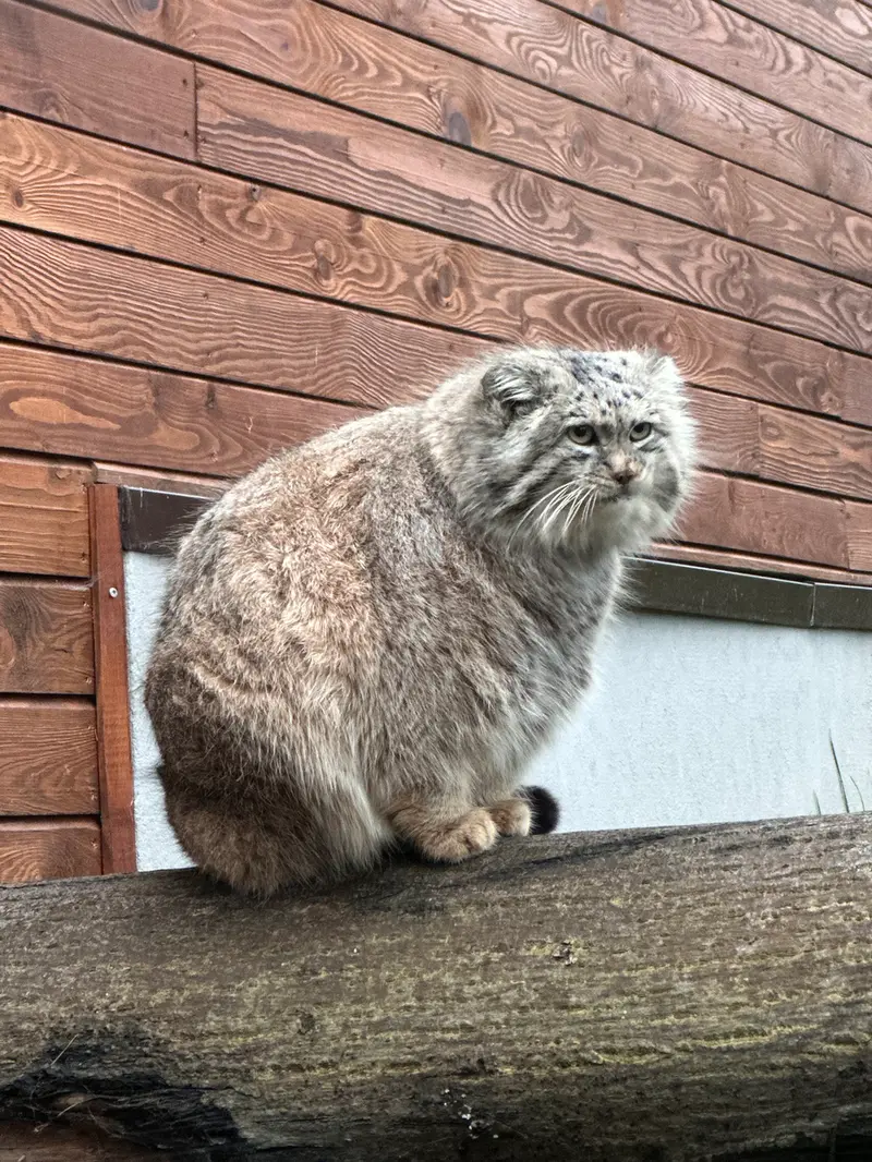 グダニスク動物園のマヌエルの写真