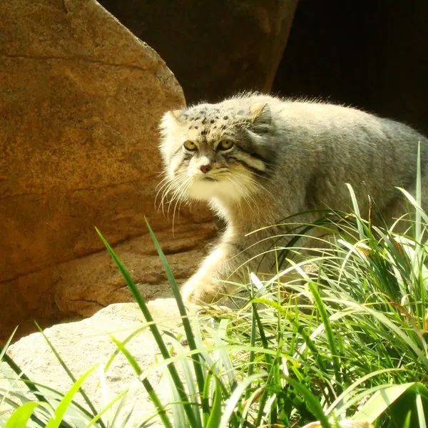 神戸市立王子動物園の衛門の写真