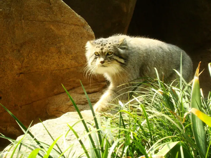 神戸市立王子動物園の衛門の写真