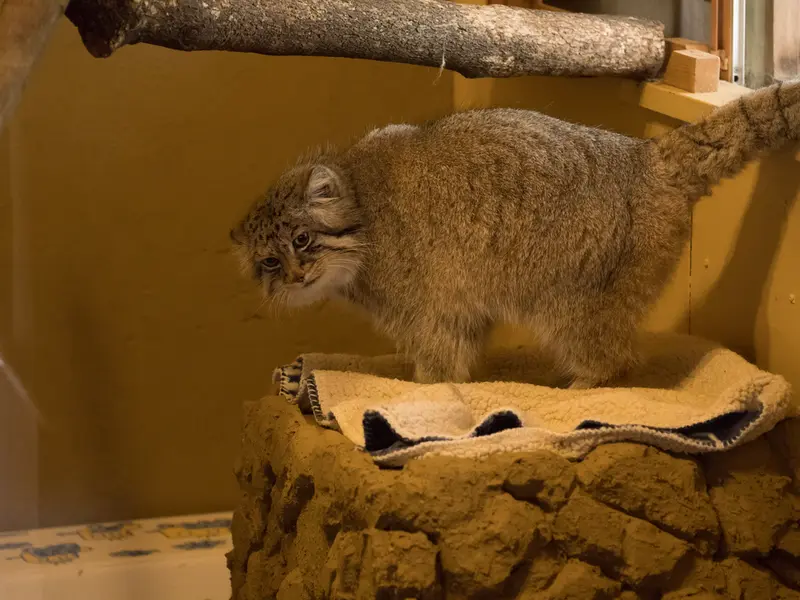 埼玉県こども動物自然公園のロータスの写真