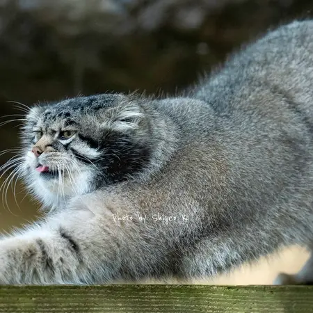 旭山動物園のグルーシャの写真