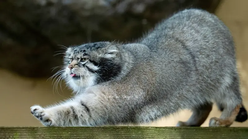 旭山動物園のグルーシャの写真