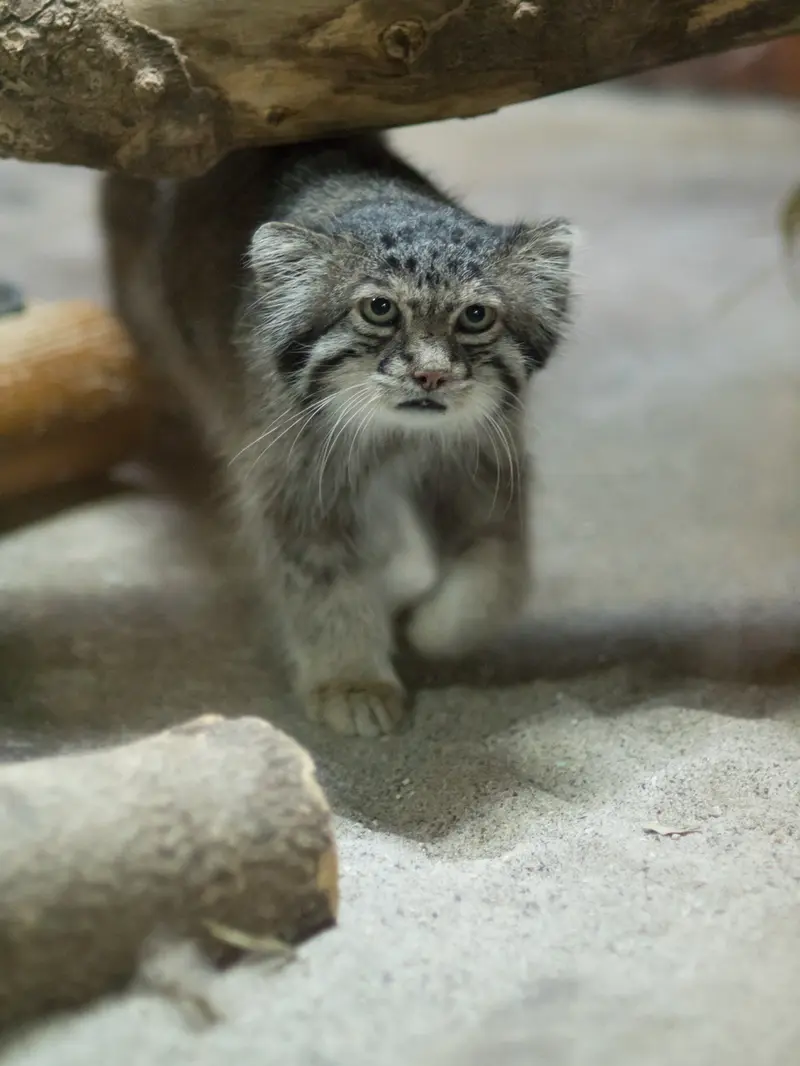 恩賜上野動物園のクリョンの写真