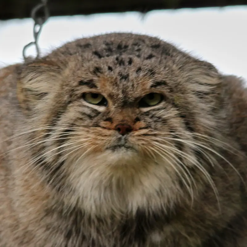 バナム動物園のマヌルネコのバック