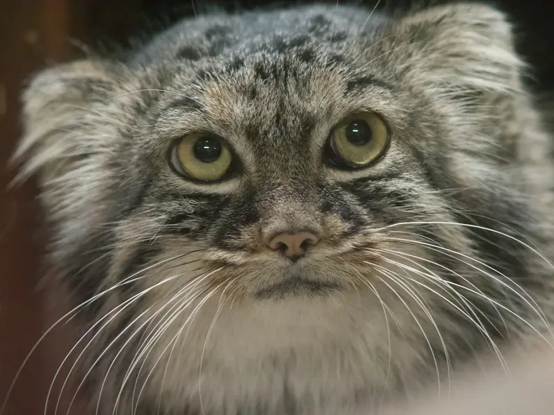 恩賜上野動物園のサフランの写真