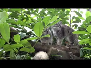 ビッグ・キャット・サンクチュアリのシヴァ、トゥーラとアドゥヴァの動画