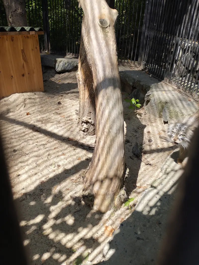 ノヴォシビルスク動物園のマヌルネコの写真