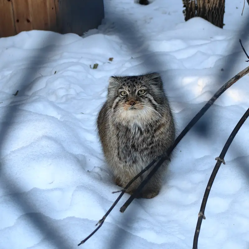 ノヴォシビルスク動物園のロロの写真