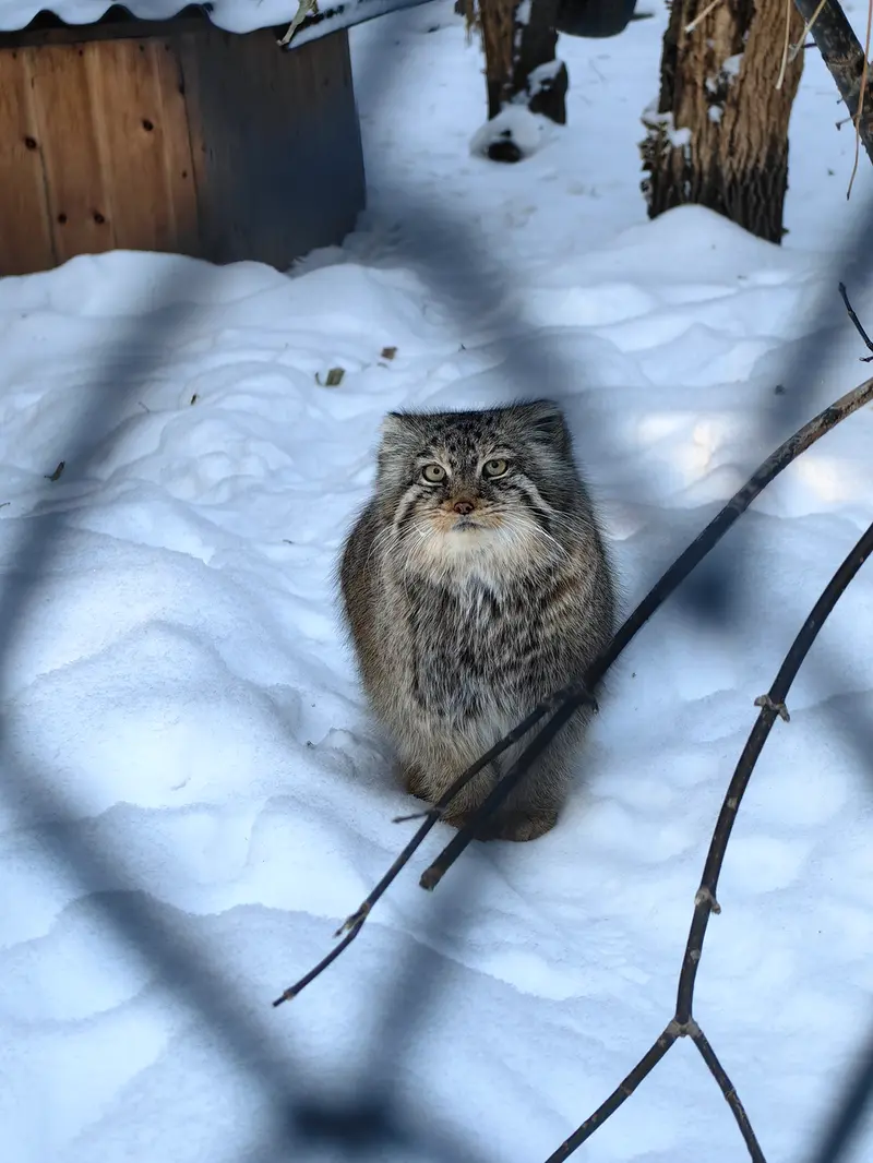 ノヴォシビルスク動物園のロロの写真