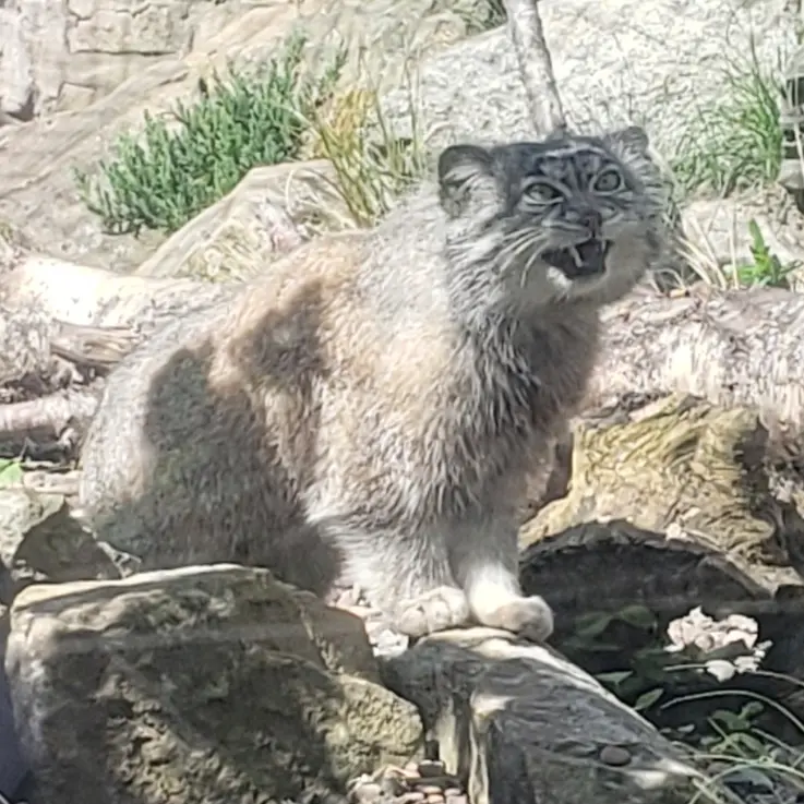 エディンバラ動物園のマヌルネコの写真