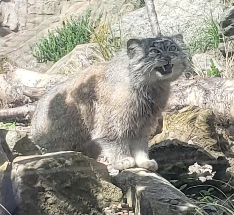 エディンバラ動物園のマヌルネコの写真