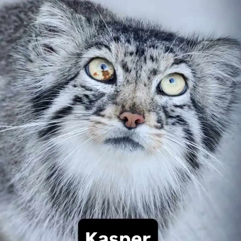 エルムウッド・パーク動物園のカスパーの写真