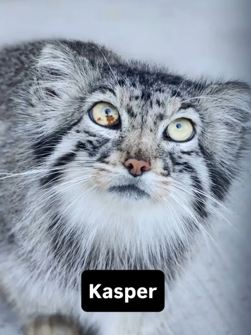 エルムウッド・パーク動物園のカスパーの写真