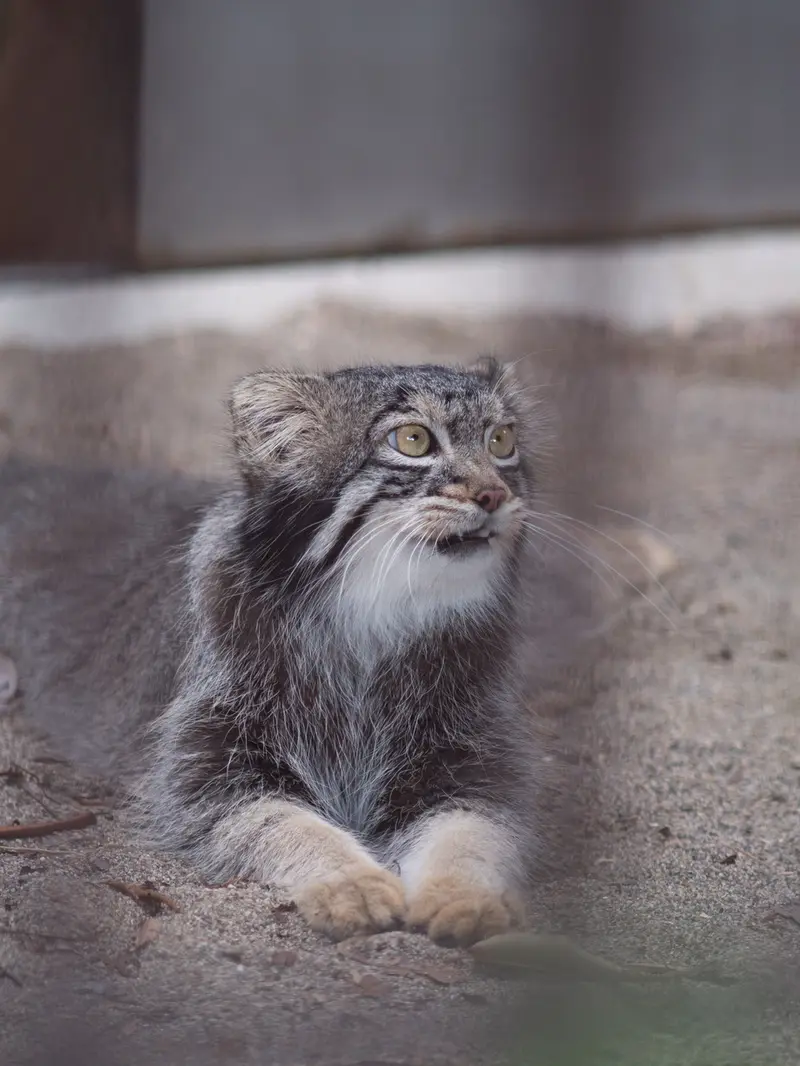 野毛山動物園のフィーガの写真