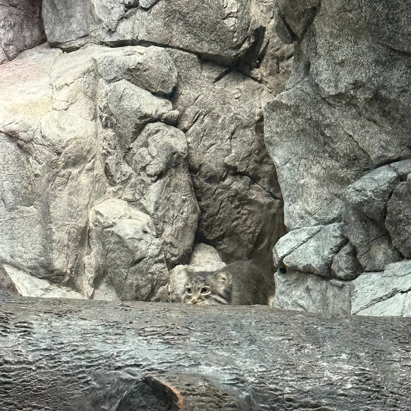 シンシナティ動物園のイザベルの写真