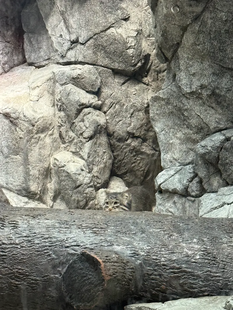 シンシナティ動物園のイザベルの写真
