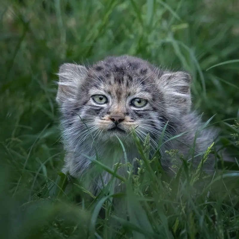 ポート・リムプネ・ワイルド・アニマル・パークのナムーの子猫 b. 2026 Ⅱの写真
