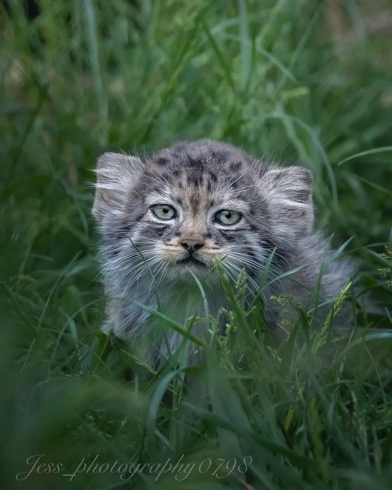 ポート・リムプネ・ワイルド・アニマル・パークのナムーの子猫 b. 2026 Ⅱの写真