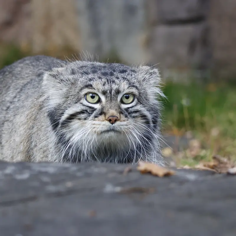 モスクワ動物園のティモフェイの写真
