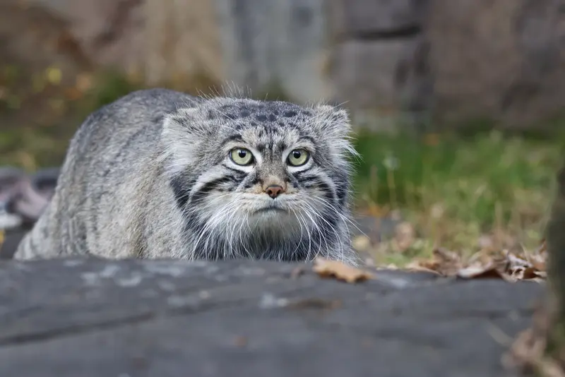モスクワ動物園のティモフェイの写真