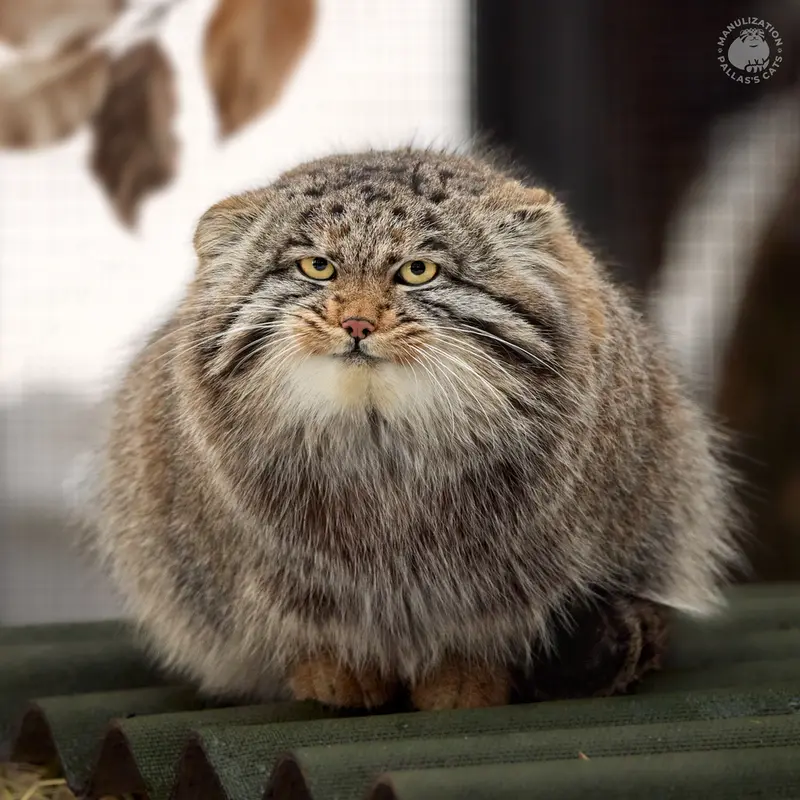 ノヴォシビルスク動物園のグレイの写真