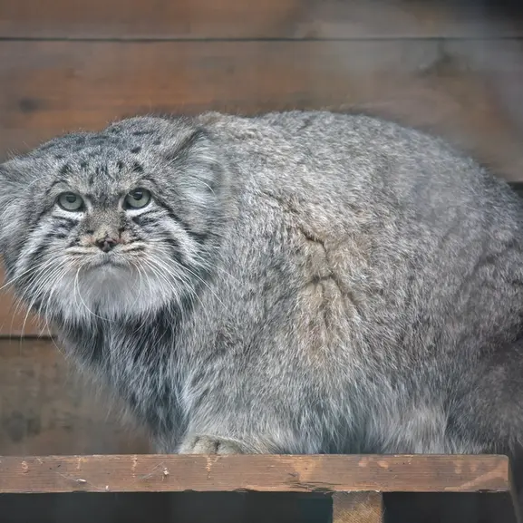 レニングラード動物園のスヴェンの写真