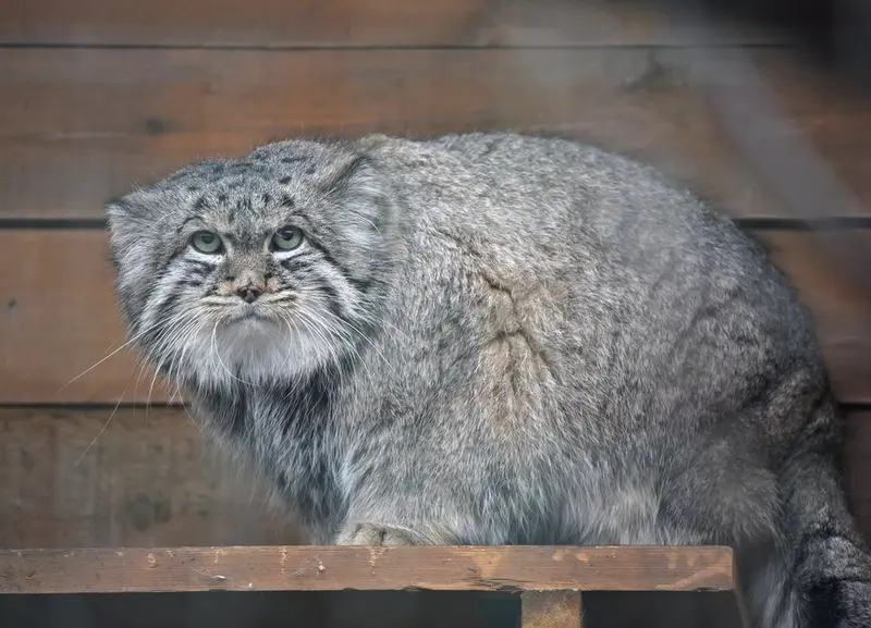 レニングラード動物園のスヴェンの写真