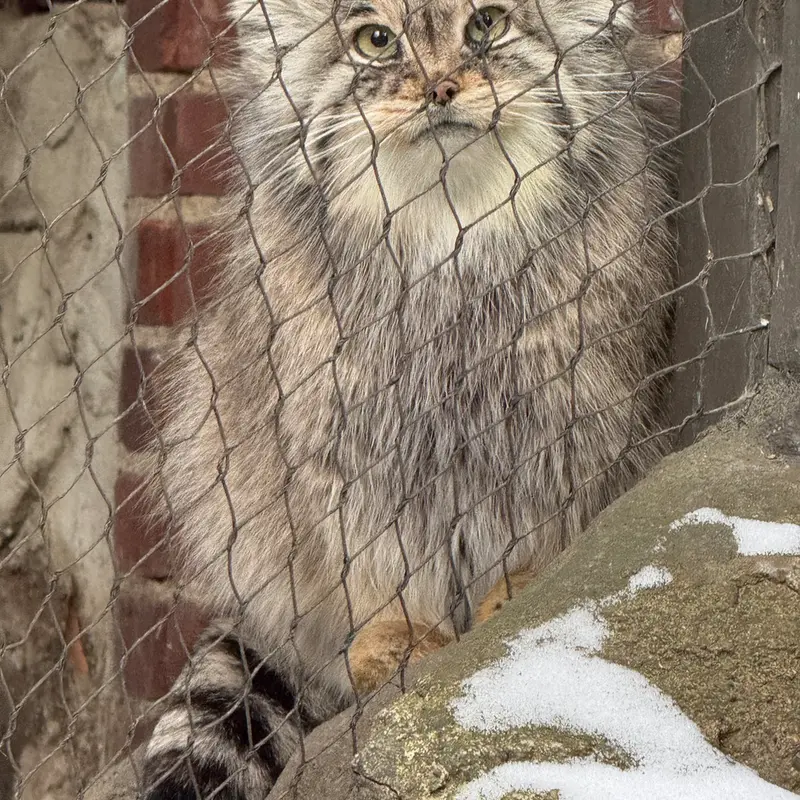 プロスペクト・パーク動物園のサルナイの写真