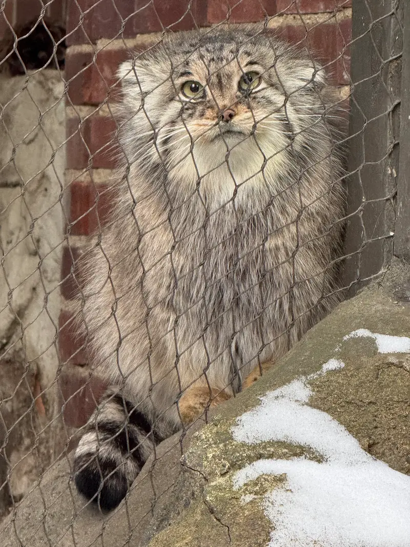 プロスペクト・パーク動物園のサルナイの写真