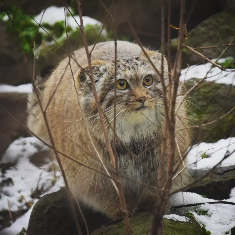 ブダペスト動物園・植物園のルーシーの写真
