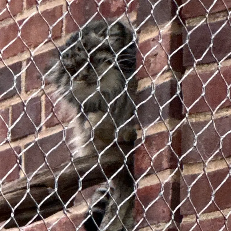 プロスペクト・パーク動物園のマヌルネコの写真