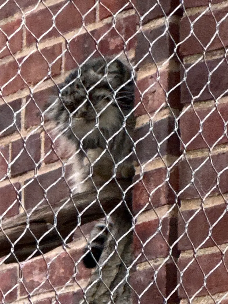 プロスペクト・パーク動物園のマヌルネコの写真