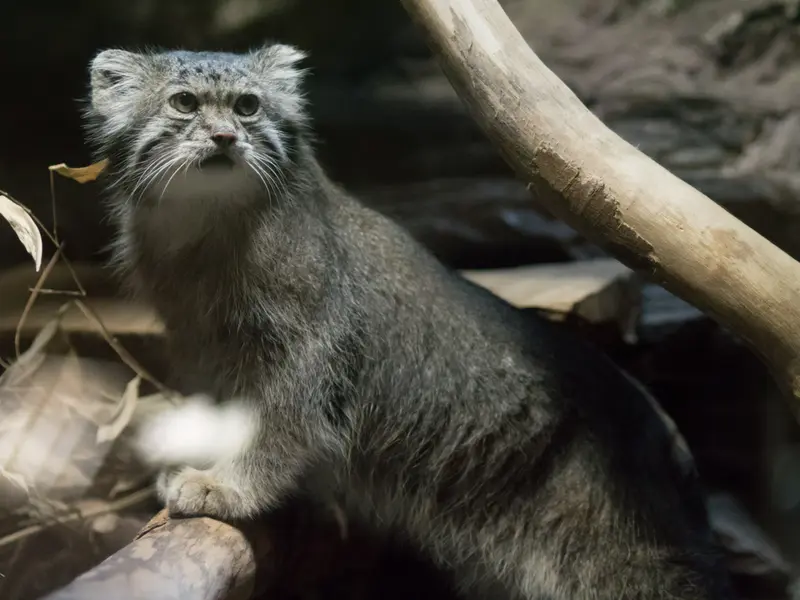 恩賜上野動物園のクリョンの写真