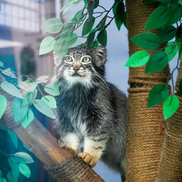 青海チベット高原野生動物園のスン・サンランの写真