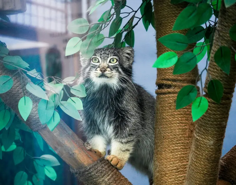 青海チベット高原野生動物園のスン・サンランの写真