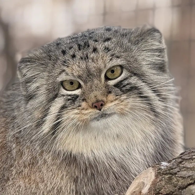 オグルベイ・グッド動物園のマヌルネコのブリー