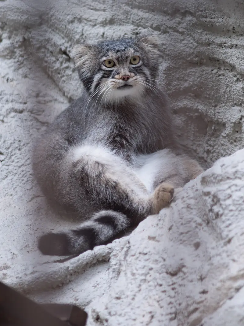 野毛山動物園のフィーガの写真