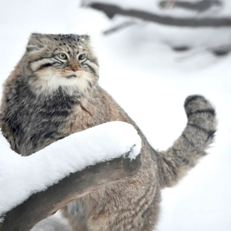 ノヴォシビルスク動物園のゼレノゴルスクの写真