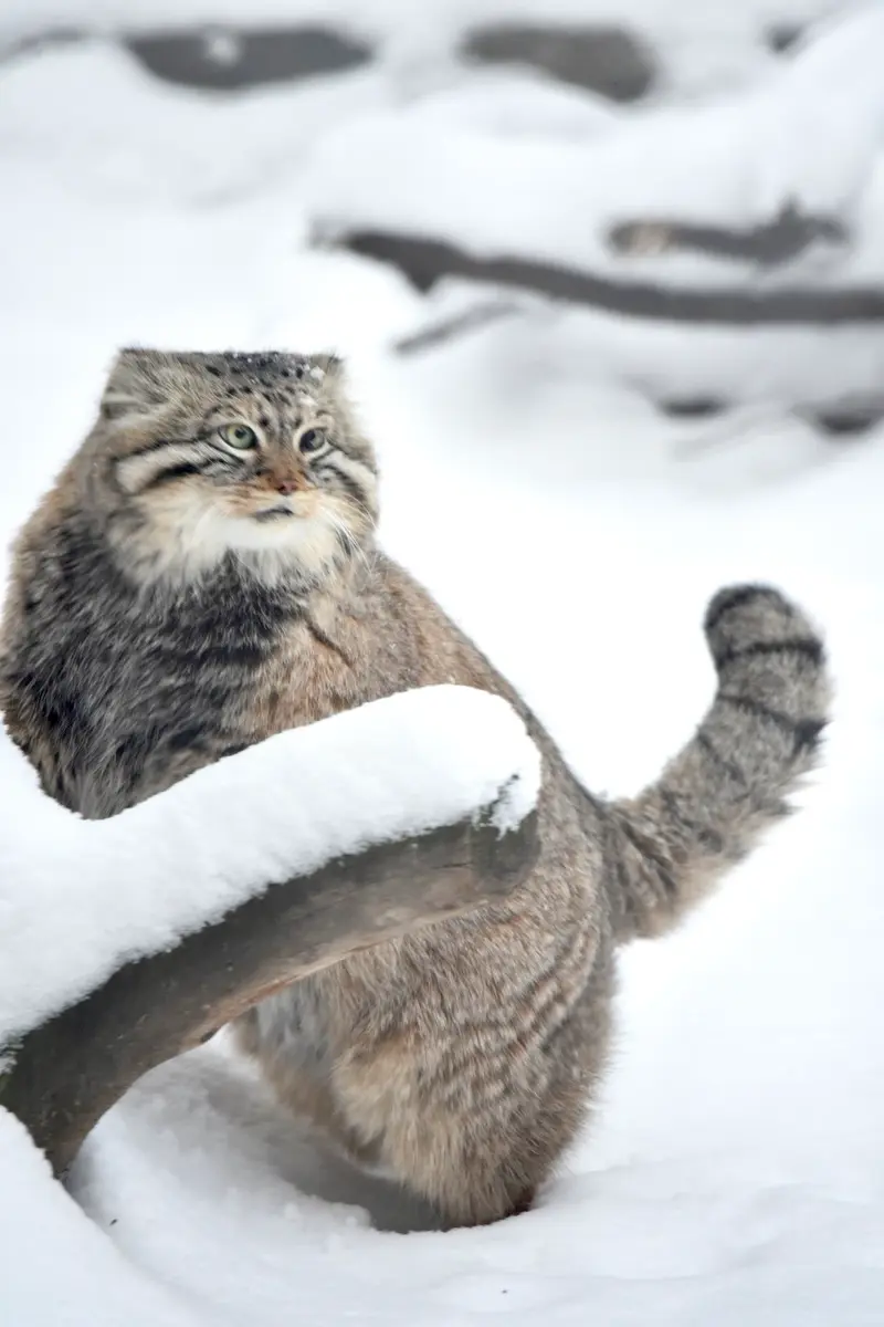 ノヴォシビルスク動物園のゼレノゴルスクの写真