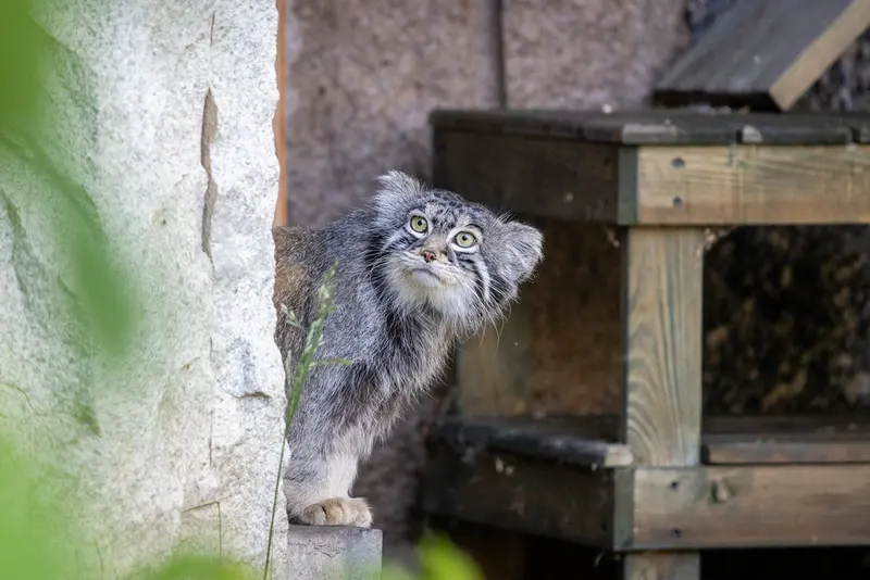 モスクワ動物園のティモフェイの写真