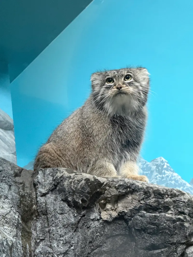 シンシナティ動物園のイザベルの写真