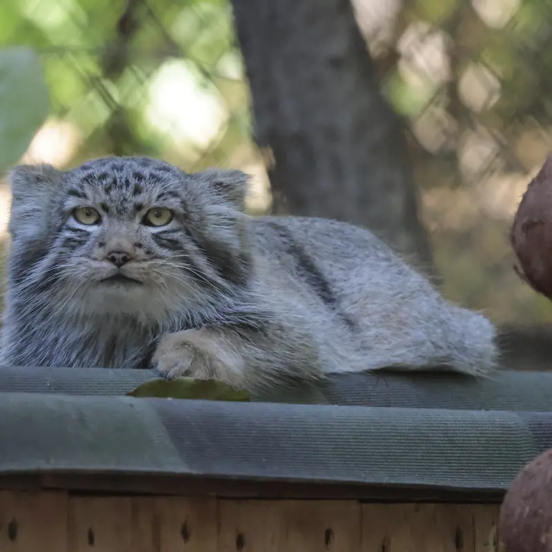 ノヴォシビルスク動物園のロロの息子 b.2026 Ⅱの写真