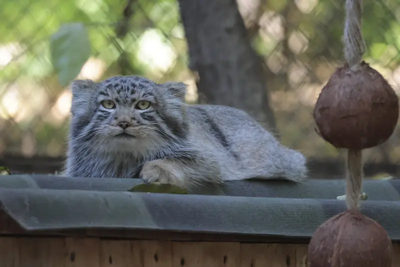 ノヴォシビルスク動物園のロロの息子 b.2026 Ⅱの写真