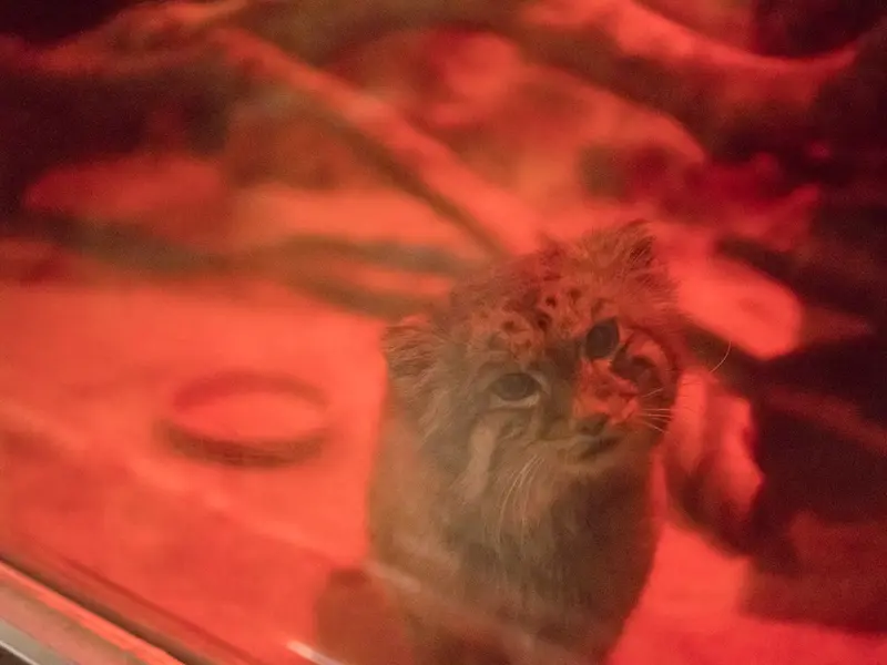 恩賜上野動物園のナイマの写真