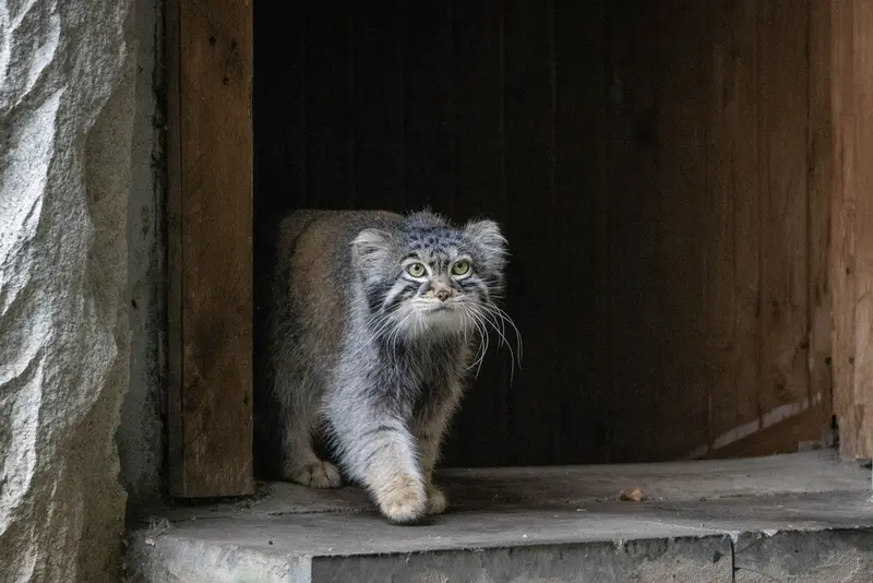 モスクワ動物園のティモフェイの写真