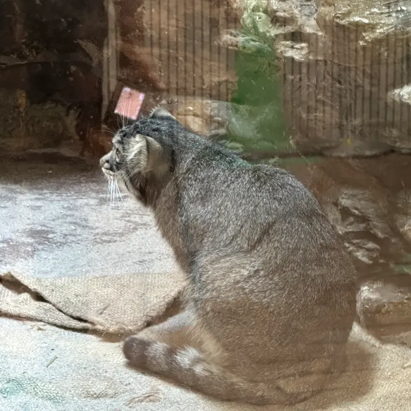 恩賜上野動物園のマヌルネコの写真