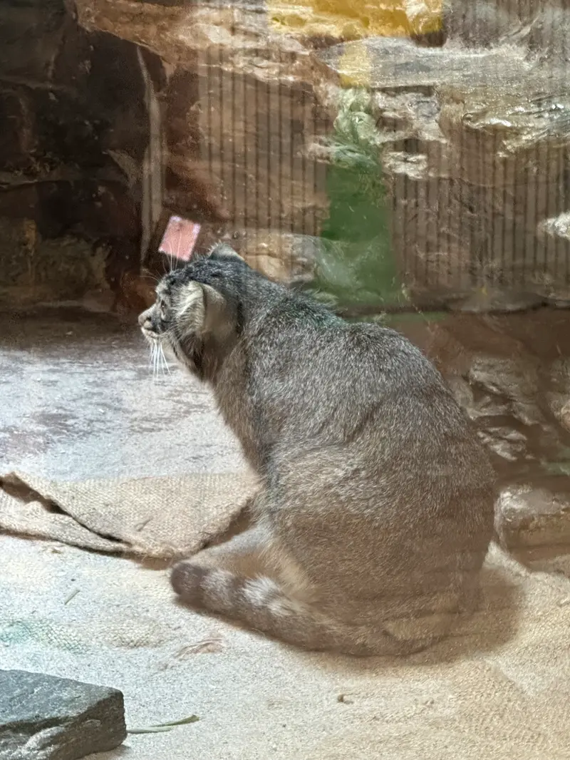 恩賜上野動物園のマヌルネコの写真
