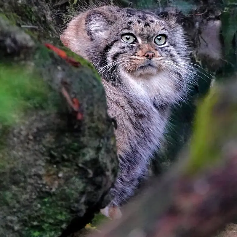 ロッテルダム動物園のポエスの写真
